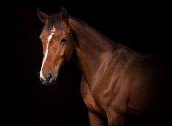 Caballo deportivo polaco Mestizo, Yegua, 6 años, 165 cm, Castaño