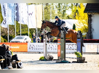 Caballo deportivo polaco, Yegua, 6 años, 168 cm, Castaño