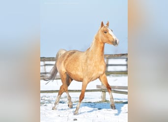 Caballo deportivo polaco, Yegua, 6 años, 168 cm, Palomino