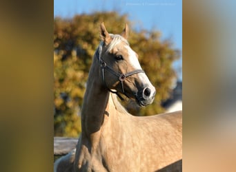 Caballo deportivo polaco, Yegua, 6 años, 168 cm, Palomino