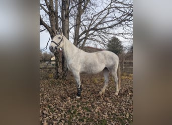 Caballo deportivo polaco, Yegua, 7 años, 170 cm, Tordo