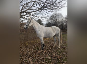 Caballo deportivo polaco, Yegua, 7 años, 170 cm, Tordo