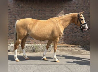 Caballo deportivo polaco, Yegua, 8 años, 155 cm, Bayo