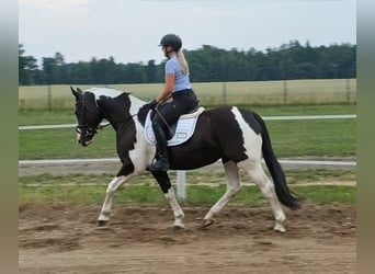 Caballo deportivo polaco, Yegua, 8 años, 160 cm