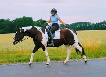 Caballo deportivo polaco, Yegua, 8 años, 160 cm