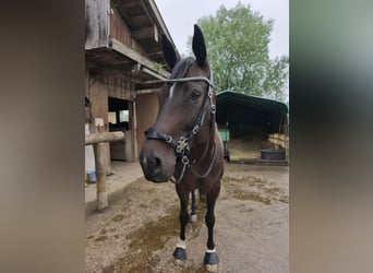 Caballo deportivo polaco, Yegua, 8 años, 160 cm, Castaño