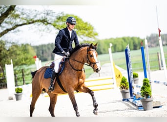Caballo deportivo polaco, Yegua, 8 años, 163 cm, Castaño rojizo