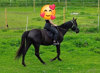 Caballo deportivo polaco, Yegua, 8 años, 170 cm, Negro