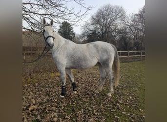 Caballo deportivo polaco, Yegua, 8 años, 170 cm, Tordo