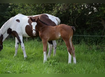 Caballo deportivo polaco, Yegua, Potro (06/2026), Castaño