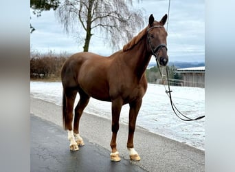 Caballo Don, Caballo castrado, 10 años, 165 cm, Alazán