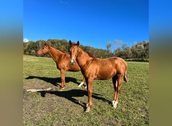 Caballo Don, Semental, Potro (04/2023), 161 cm, Alazán