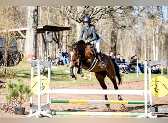 Caballo finlandés, Yegua, 7 años, 168 cm