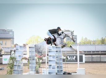 Caballo finlandés, Yegua, 7 años, 173 cm, Tordo