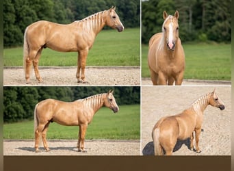Caballo indio americano, Caballo castrado, 3 años, 156 cm, Dunalino (Cervuno x Palomino)