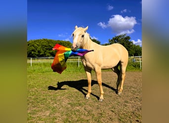 Caballo indio americano, Caballo castrado, 3 años, 156 cm, Dunalino (Cervuno x Palomino)