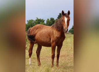 Caballo indio americano, Yegua, 2 años, 150 cm, Alazán-tostado