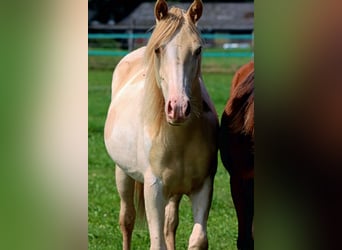 Caballo indio americano, Yegua, 2 años, 152 cm, Champán