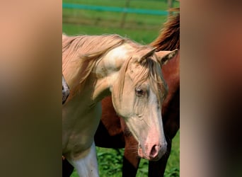 Caballo indio americano, Yegua, 2 años, 152 cm, Champán