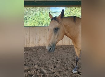 Caballo Kinsky, Caballo castrado, 15 años, 168 cm, Bayo