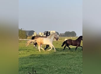 Caballo Kinsky Mestizo, Caballo castrado, 3 años, 168 cm, Pío