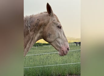 Caballo Kinsky, Caballo castrado, 5 años, 175 cm, Champán