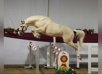 Caballo Kinsky, Caballo castrado, 6 años, 164 cm, Palomino