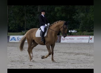 Caballo Kinsky, Caballo castrado, 8 años, 174 cm, Palomino