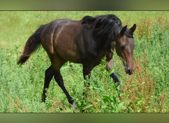 Caballo Kinsky, Semental, 1 año, Castaño oscuro