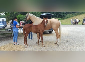 Caballo Kinsky, Semental, Potro (01/2024)