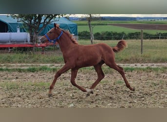 Caballo Kinsky, Semental, Potro (01/2024)