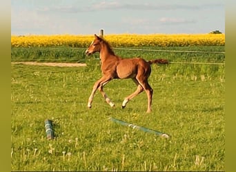 Caballo Kinsky, Semental, Potro (01/2024)