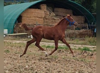 Caballo Kinsky, Semental, Potro (01/2024)