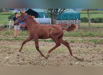 Caballo Kinsky, Semental, Potro (01/2024)