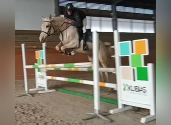 Caballo Kinsky, Yegua, 5 años, 165 cm, Cremello