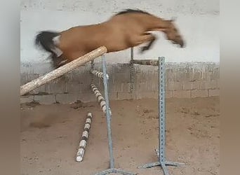 Caballo Kinsky, Yegua, 6 años, 167 cm, Palomino