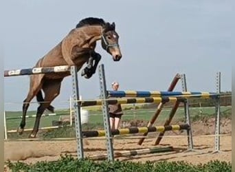 Caballo Kinsky, Yegua, 6 años, 167 cm, Palomino