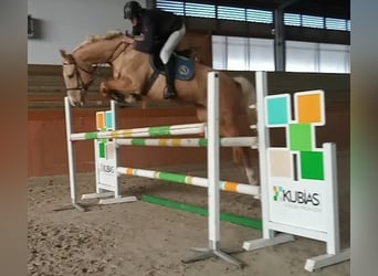 Caballo Kinsky, Yegua, 6 años, 167 cm, Palomino