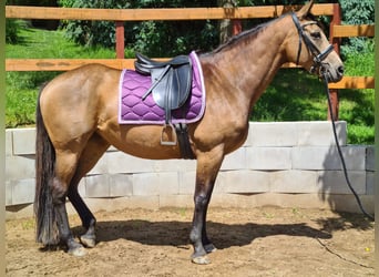 Caballo Kinsky, Yegua, 7 años, 165 cm, Buckskin/Bayo