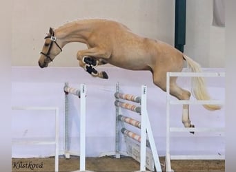 Caballo Kinsky, Yegua, 7 años, 167 cm, Palomino