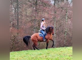 Caballo Leonharder, Caballo castrado, 11 años, 155 cm, Bayo