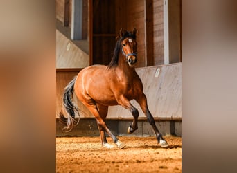 Caballo Leonharder, Caballo castrado, 2 años, 143 cm, Castaño