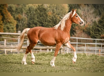 Caballo Leonharder, Caballo castrado, 2 años, 145 cm, Alazán