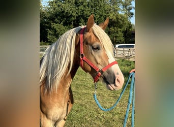 Caballo Leonharder, Caballo castrado, 2 años, 150 cm, Alazán