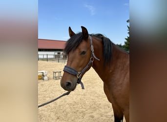 Caballo Leonharder, Caballo castrado, 3 años, 147 cm, Castaño