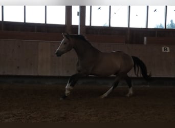 Caballo Leonharder, Caballo castrado, 3 años, 152 cm, Bayo
