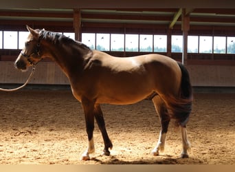 Caballo Leonharder, Caballo castrado, 3 años, 152 cm, Bayo