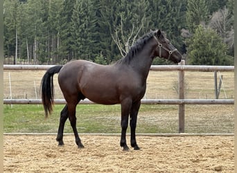 Caballo Leonharder, Caballo castrado, 3 años, 155 cm, Negro