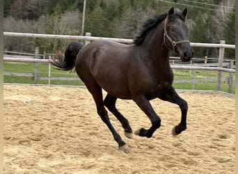 Caballo Leonharder, Caballo castrado, 3 años, 155 cm, Negro