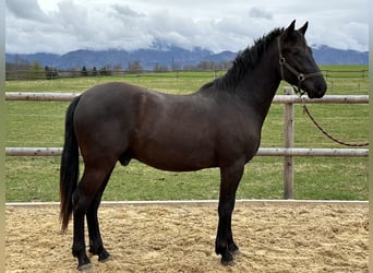 Caballo Leonharder, Caballo castrado, 3 años, 155 cm, Negro